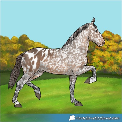 Horse Color:Brown Dun Appaloosa 