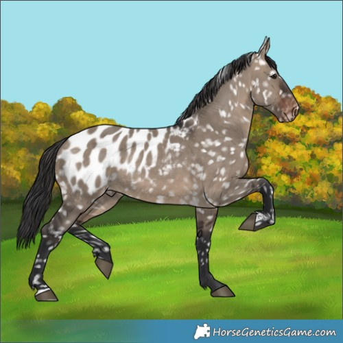 Horse Color:Brown Dun Appaloosa 