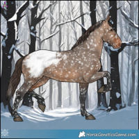 Horse Color:Bay Dun Appaloosa 