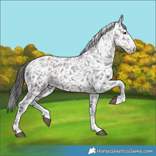 Horse Color:Brown Appaloosa 