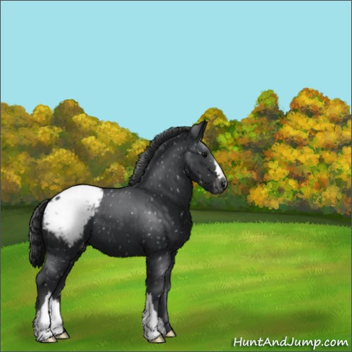 Horse Color:Black Appaloosa 