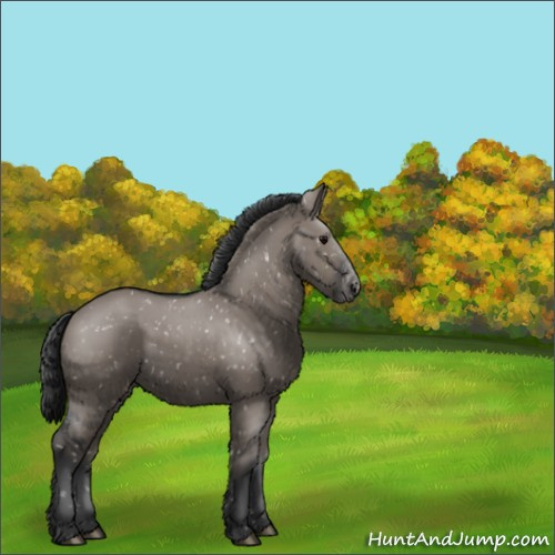Horse Color:Grullo Appaloosa 