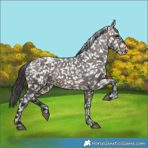 Horse Color:Brown Dun Appaloosa 