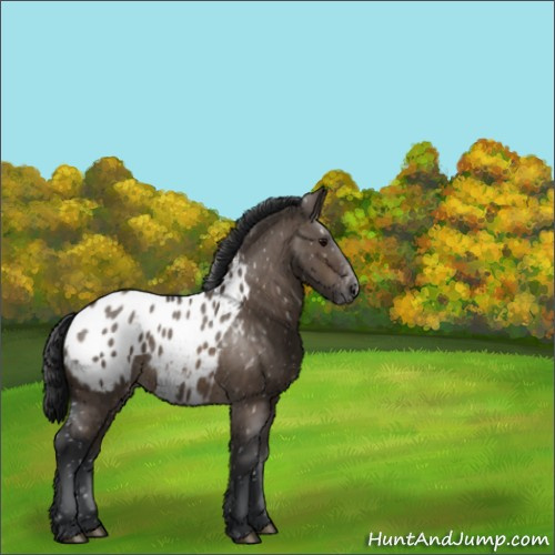 Horse Color:Brown Dun Appaloosa 