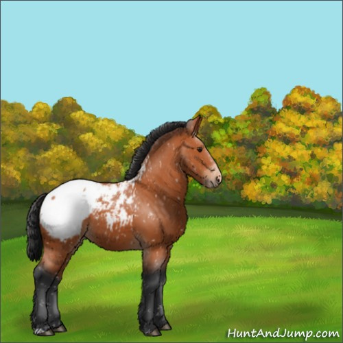 Horse Color:Bay Appaloosa 