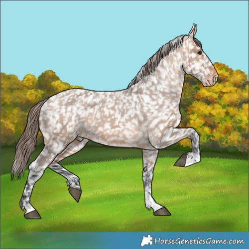 Horse Color:Bay Dun Appaloosa 