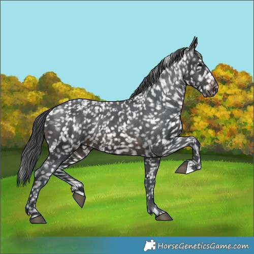 Horse Color:Brown Appaloosa 