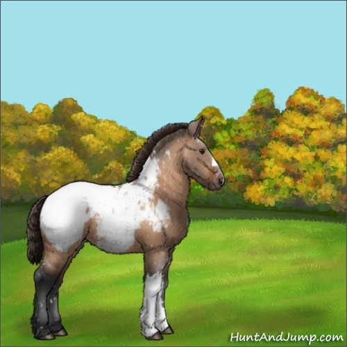 Horse Color:Brown Dun Appaloosa 