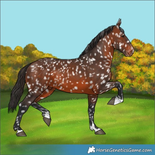 Horse Color:Brown Appaloosa 