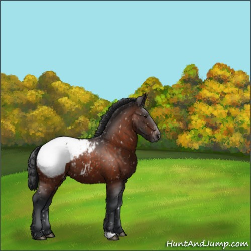 Horse Color:Brown Appaloosa 