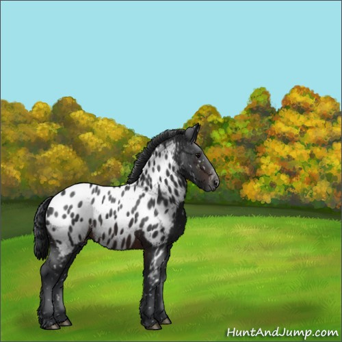 Horse Color:Brown Appaloosa 