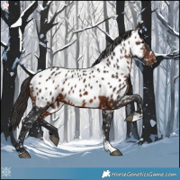 Horse Color:Brown Appaloosa 