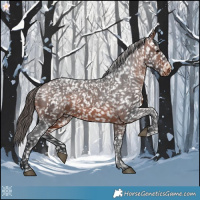 Horse Color:Bay Snowflake Varnish 