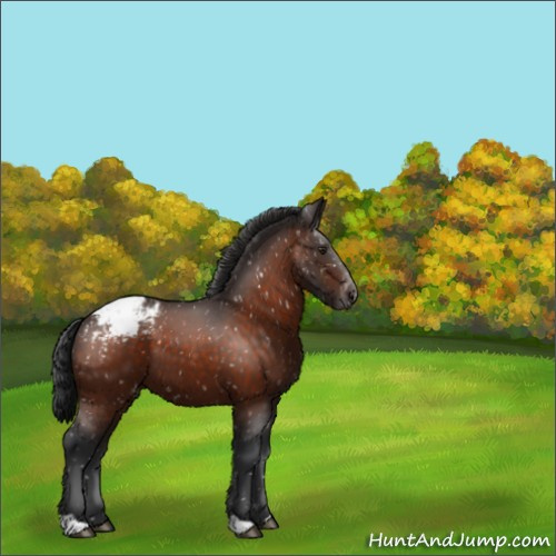 Horse Color:Brown Appaloosa 