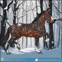 Horse Color:Brown Appaloosa 