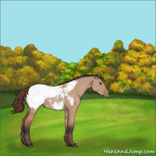 Horse Color:Bay Dun Appaloosa 