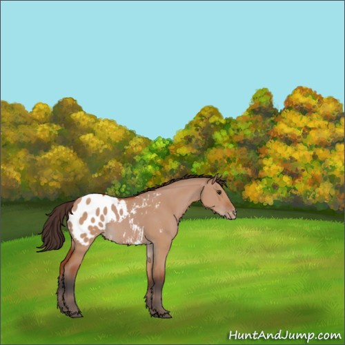 Horse Color:Brown Dun Appaloosa 
