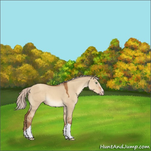 Horse Color:Gray Silver Amber Champagne Dun Appaloosa 