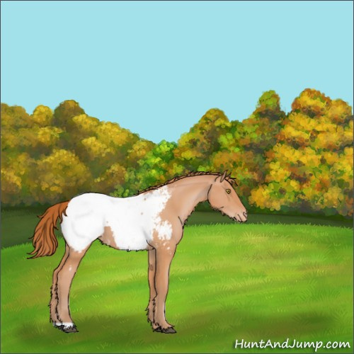 Horse Color:Bay Pearl Appaloosa 