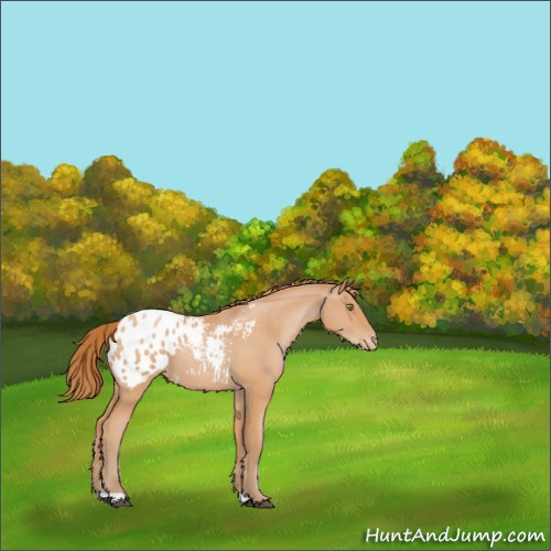 Horse Color:Bay Pearl Appaloosa 