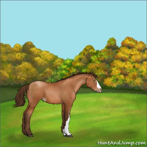 Horse Color:Gray Bay Pearl 