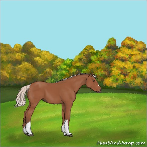 Horse Color:Silver Bay 