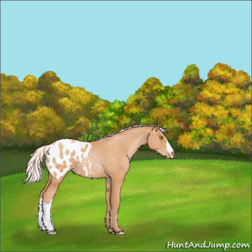 Horse Color:Silver Bay Pearl Appaloosa 