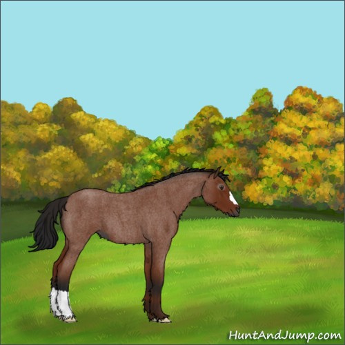 Horse Color:Gray Bay Roan 
