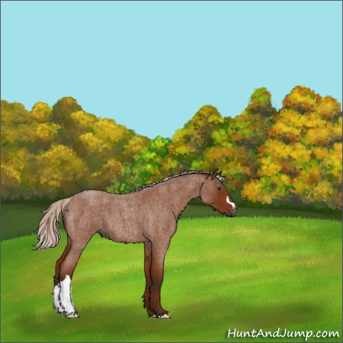 Horse Color:Gray Silver Bay Roan 