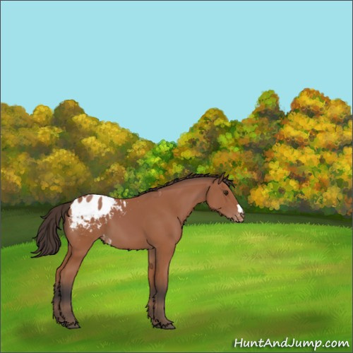 Horse Color:Bay Appaloosa 