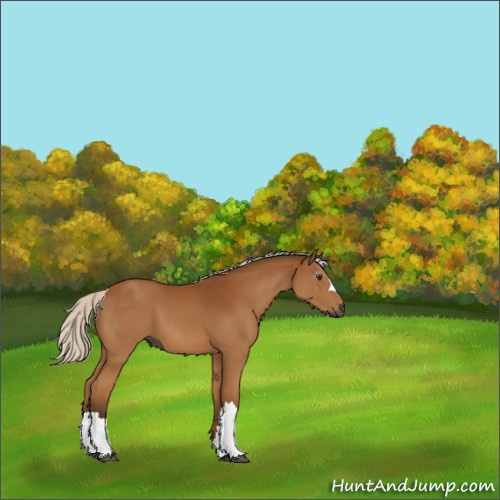 Horse Color:Gray Silver Bay 