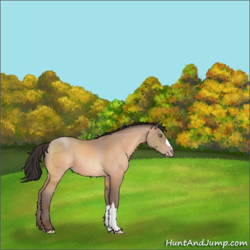 Horse Color:Sable Champagne 