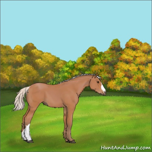 Horse Color:Silver Bay 