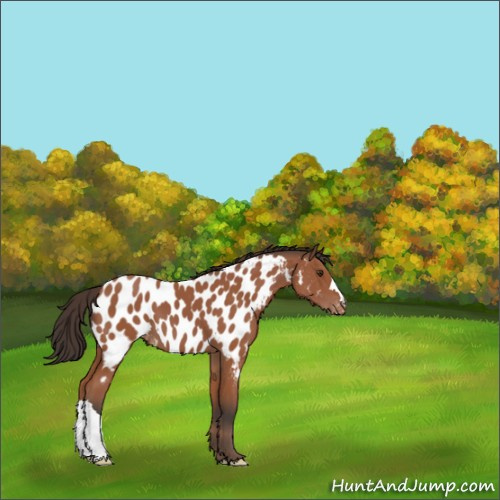Horse Color:Bay Appaloosa 