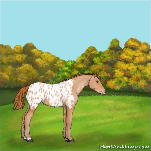 Horse Color:Bay Pearl Appaloosa 