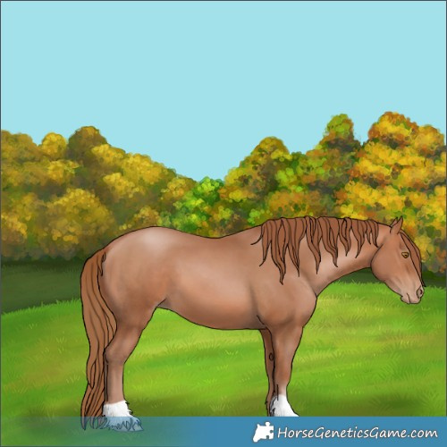 Horse Color:Bay Pearl 
