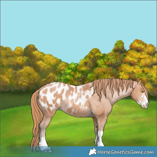 Horse Color:Bay Pearl Sabino Appaloosa 