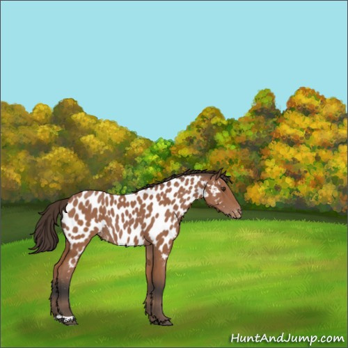 Horse Color:Bay Appaloosa 