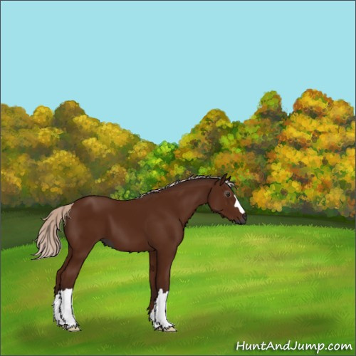 Horse Color:Gray Silver Bay 