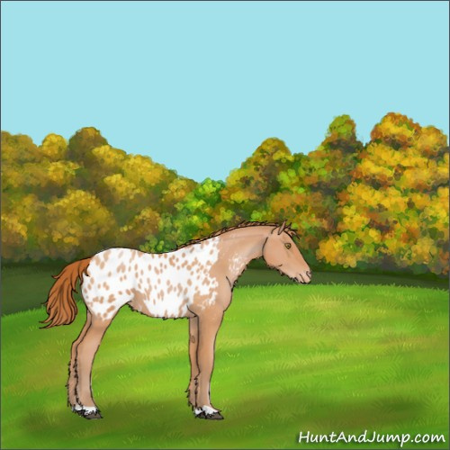 Horse Color:Bay Pearl Appaloosa 
