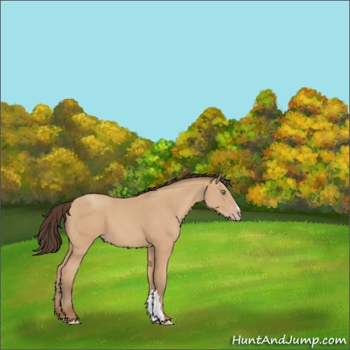 Horse Color:Amber Champagne 