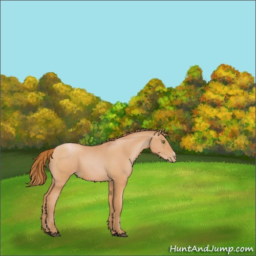 Horse Color:Bay Pearl 