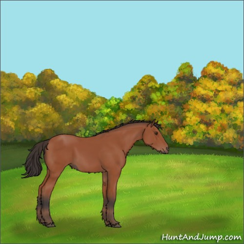 Horse Color:Bay 