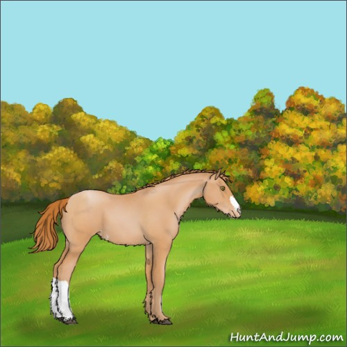 Horse Color:Bay Pearl Appaloosa 