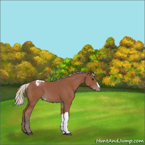 Horse Color:Silver Bay Appaloosa 
