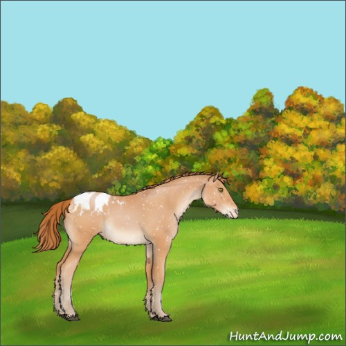 Horse Color:Bay Pearl Appaloosa 