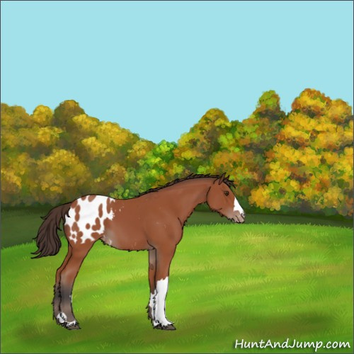 Horse Color:Bay Appaloosa 