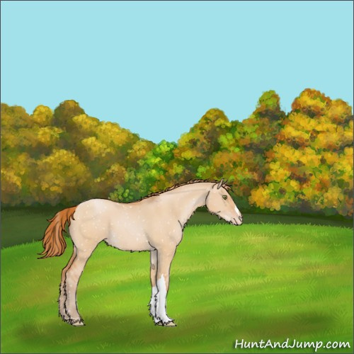 Horse Color:Bay Pearl Dun Appaloosa 