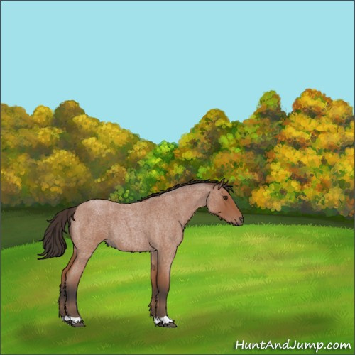 Horse Color:Bay Roan 
