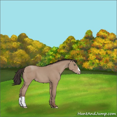 Horse Color:Amber Champagne 